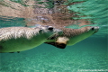   Australian sea lion Neophoca cinerea Indian Ocean Western Australia  